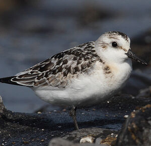 B�casseau sanderling