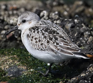 B�casseau sanderling