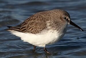 Bécasseau variable