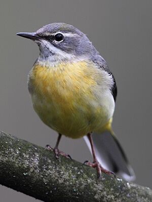 Grey Wagtail 
&copy; Jean-Marie Poncelet