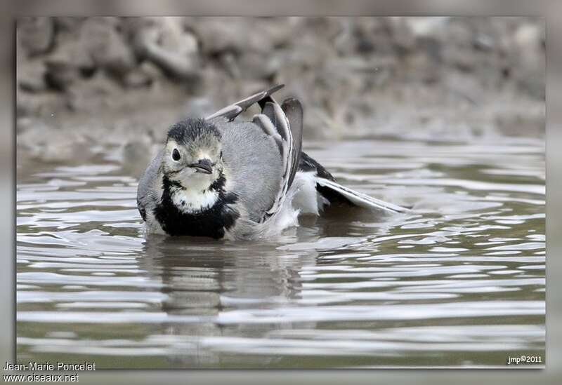 White Wagtail, care