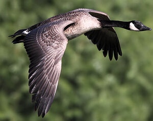 Canada Goose
