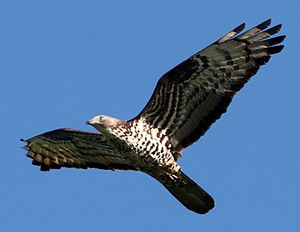 European Honey Buzzard