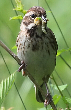 Common Reed Bunting 
&copy; Jean-Marie Poncelet