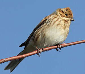 Common Reed Bunting 
&copy; Jean-Marie Poncelet