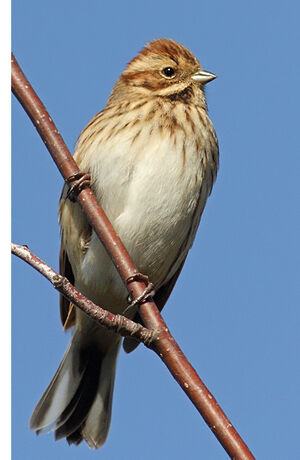Common Reed Bunting 
&copy; Jean-Marie Poncelet