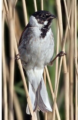 Common Reed Bunting 
&copy; Jean-Marie Poncelet