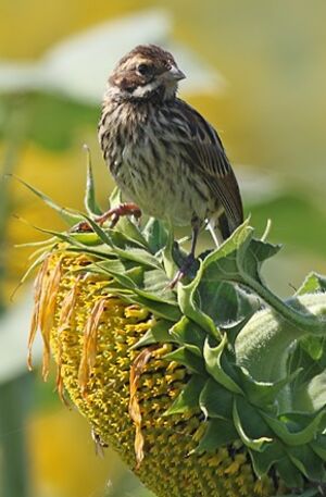Common Reed Bunting 
&copy; Jean-Marie Poncelet