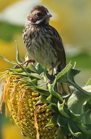 Common Reed Bunting 
&copy; Jean-Marie Poncelet