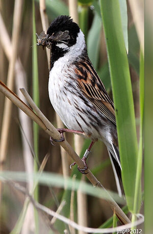 Common Reed Bunting 
&copy; Jean-Marie Poncelet