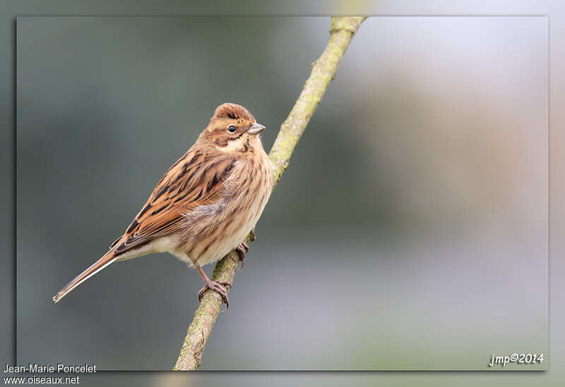 Common Reed Bunting female adult post breeding