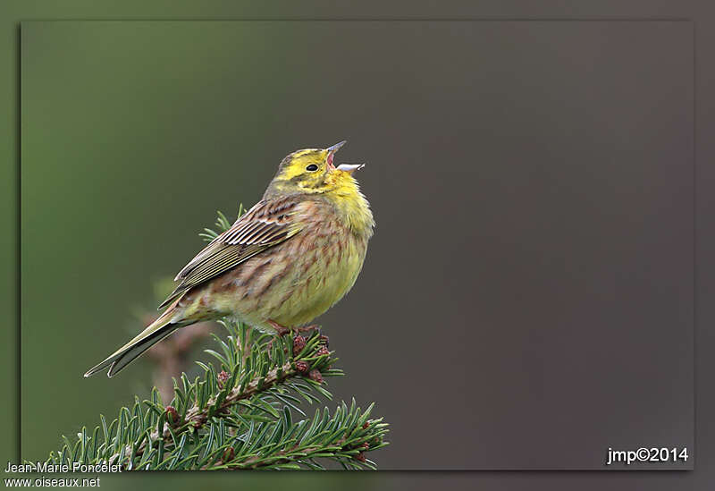 Yellowhammer male, song