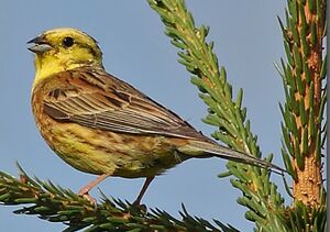 Bruant jaune 
&copy; Jean-Marie Poncelet
