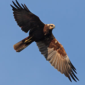 Western Marsh Harrier
