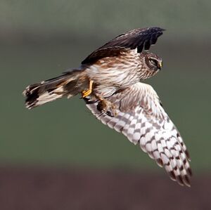Hen Harrier