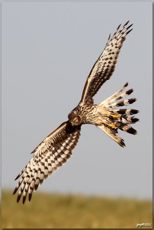 Hen Harrier