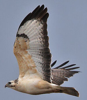 Buse variable