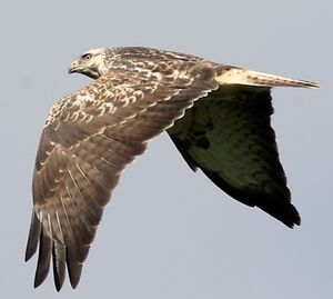 Common Buzzard 
&copy; Jean-Marie Poncelet