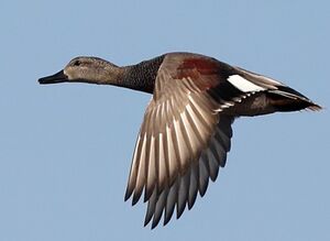 Canard chipeau