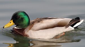 Mallard