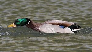 Canard colvert