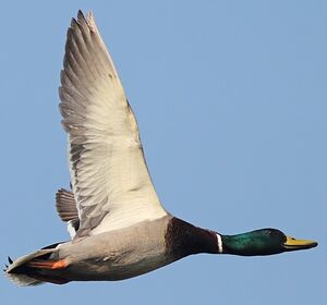 Mallard