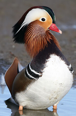 Canard mandarin