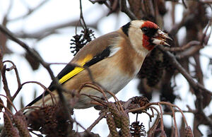 European Goldfinch