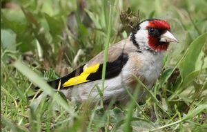 Chardonneret �l�gant 
&copy; Jean-Marie Poncelet