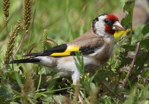 Chardonneret �l�gant 
&copy; Jean-Marie Poncelet