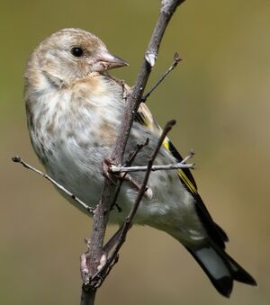 Chardonneret �l�gant 
&copy; Jean-Marie Poncelet