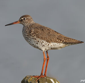 Common Redshank