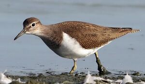 Common Sandpiper