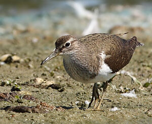 Common Sandpiper