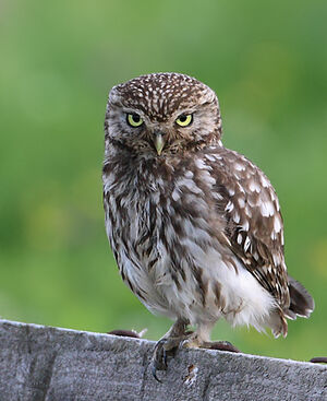 Little Owl