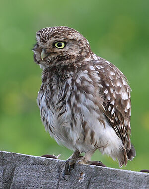 Little Owl