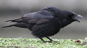 Corneille noire