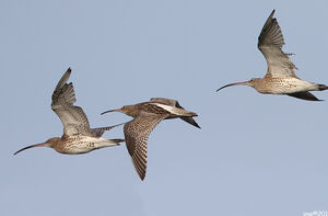 Eurasian Curlew 
&copy; Jean-Marie Poncelet