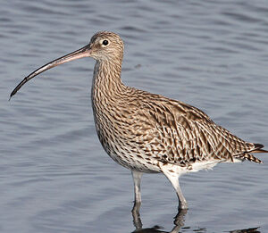 Eurasian Curlew 
&copy; Jean-Marie Poncelet
