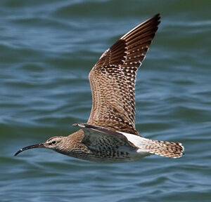 Whimbrel