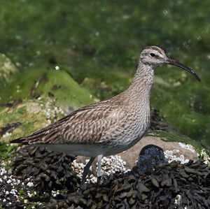Whimbrel
