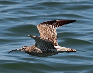 Whimbrel