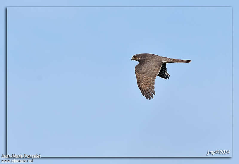 Eurasian Sparrowhawkimmature, Flight