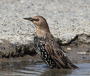 Common Starling