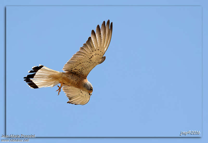 Lesser Kestrel male adult, Flight, Behaviour