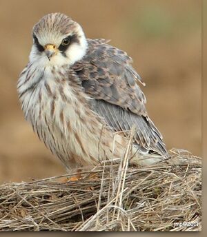 Red-footed Falcon
