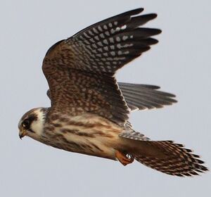 Red-footed Falcon