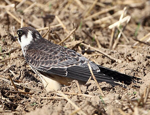 Red-footed Falcon