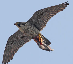 Peregrine Falcon 
&copy; Jean-Marie Poncelet
