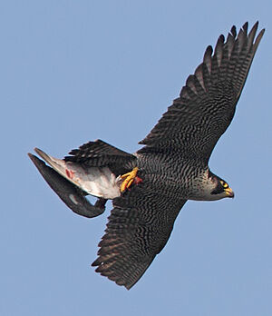 Peregrine Falcon 
&copy; Jean-Marie Poncelet